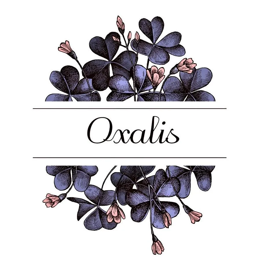 Oxalis Apartment Bologna